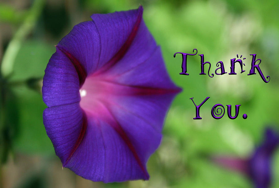 Nature Photograph - Morning Glory  and a reminder to utter the words Thank You. by Raenell Ochampaugh