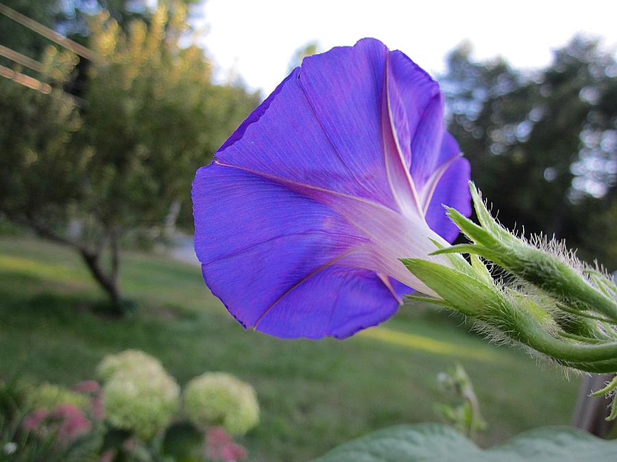 Morning Glory and Beyond Photograph by MTBobbins Photography