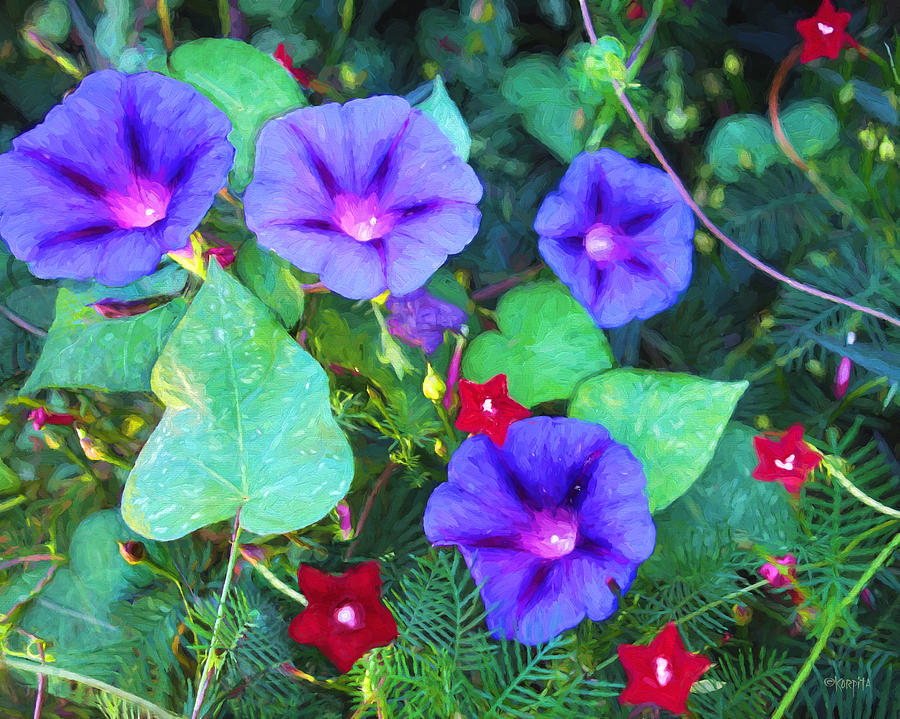 Morning Glory and Cardinal Vine - Battle of the Vines Photograph by Rebecca Korpita