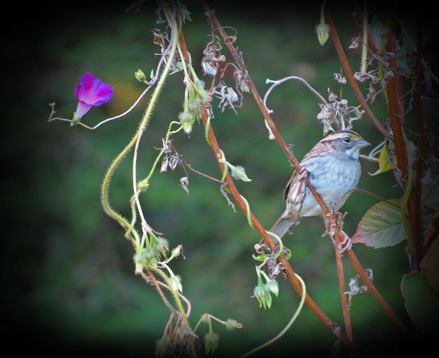 Morning Glory and Sparrow Photograph by MTBobbins Photography