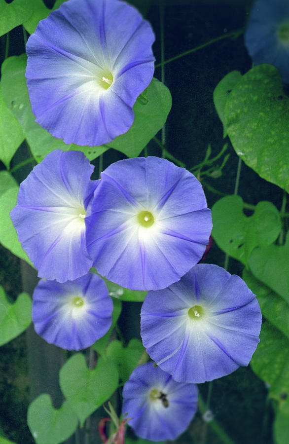 Flower Photograph - Morning Glory by Anna Miller
