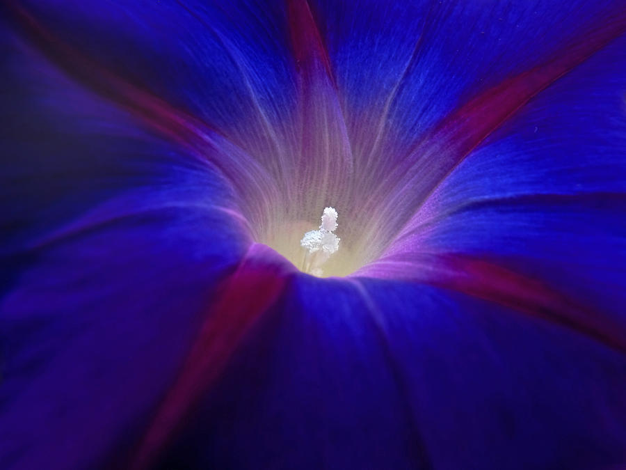 Morning Glory Blues Photograph by Jennie Marie Schell