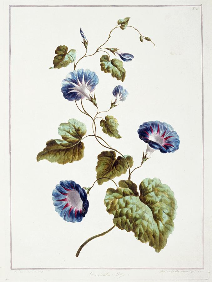 Morning Glory Convolvulus Major Photograph by Natural History Museum, London/science Photo Library