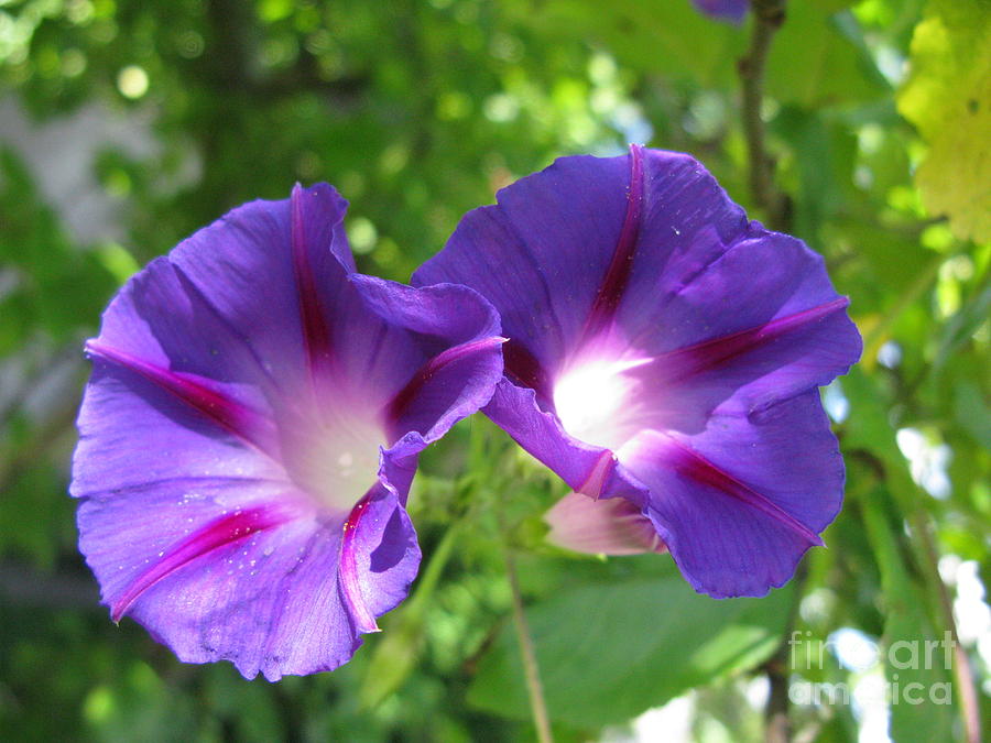 Nature Photograph - Morning Glory Couple or 2 Purple Ipomeas by Ausra Huntington nee Paulauskaite