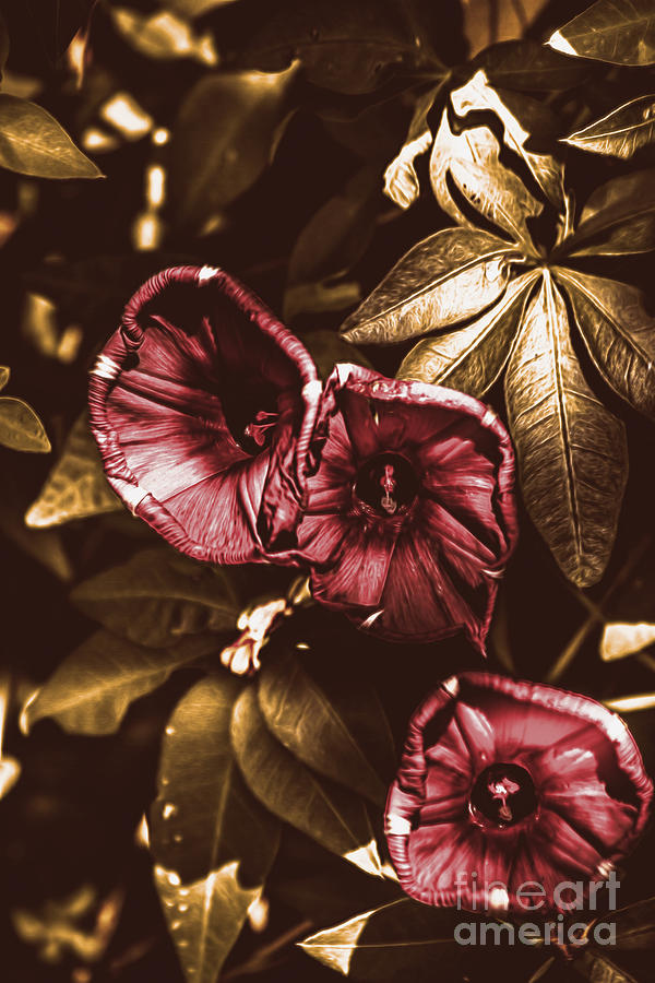 Morning Glory Flower Art Photograph by Jorgo Photography
