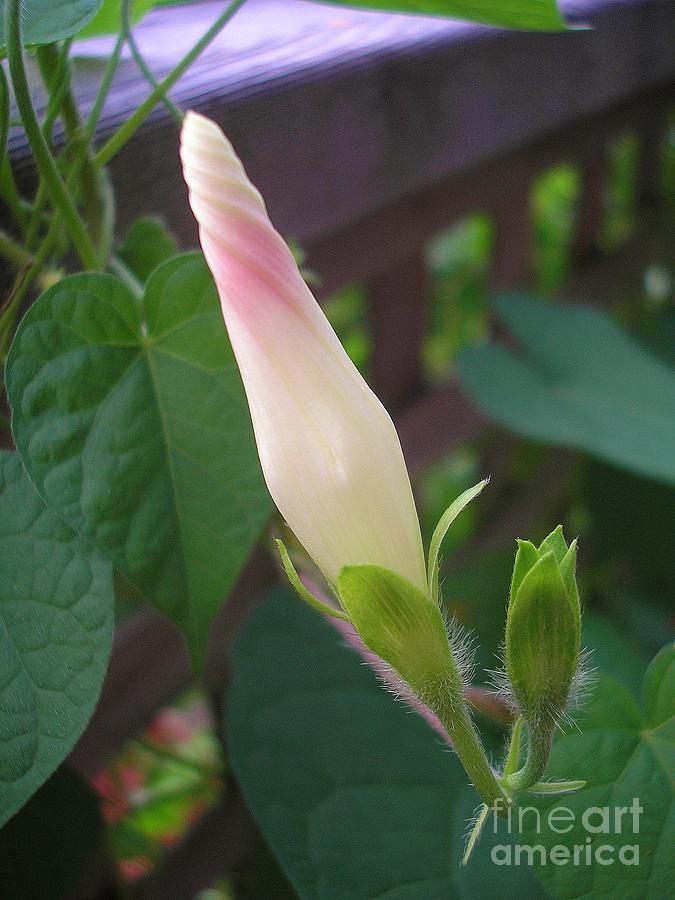 Morning Glory Flower Bud Photograph