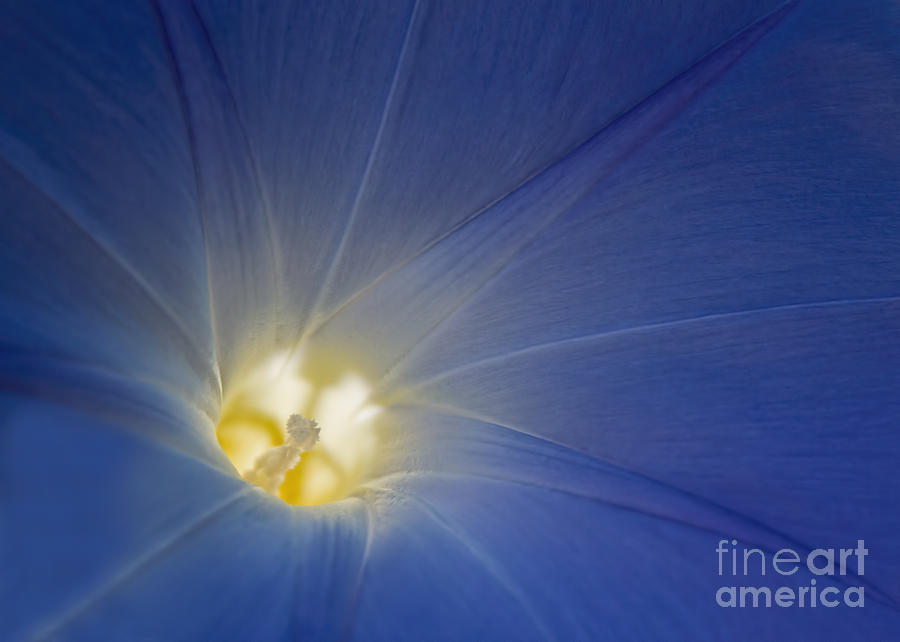 Flowers Still Life Photograph - Morning Glory Illumination by Barbara McMahon