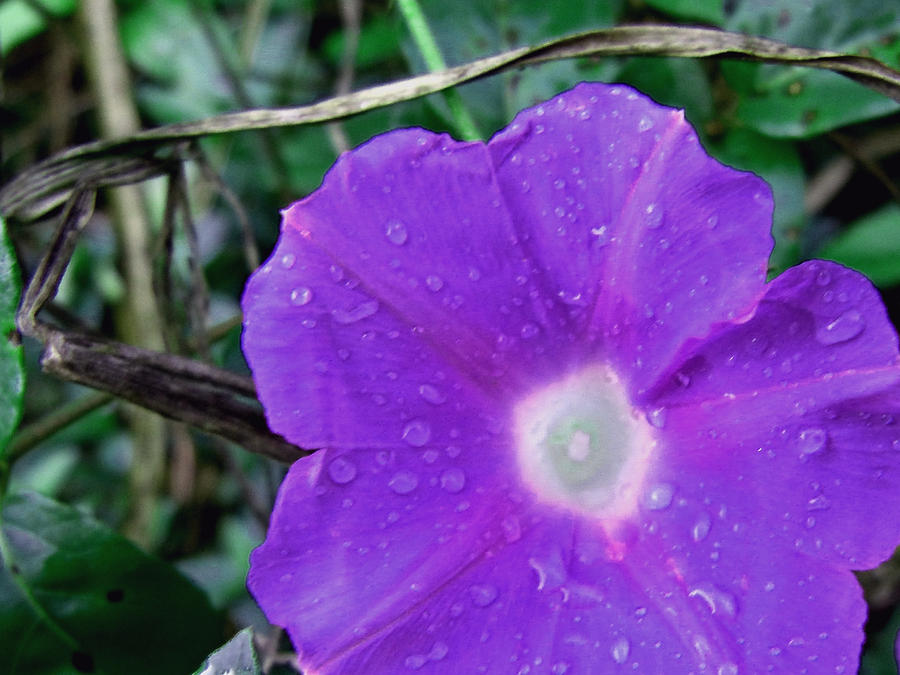 Morning Glory in the Rain Photograph by Pete Trenholm