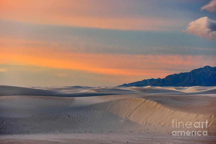 Morning Glory in White Sands Photograph by Sandra Bronstein