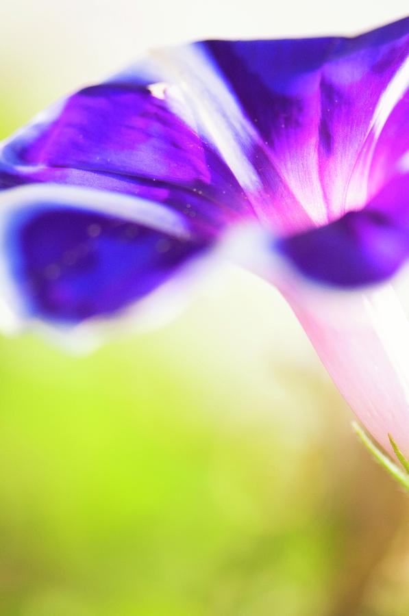 Morning Glory (ipomoea) Photograph by Maria Mosolova/science Photo Library