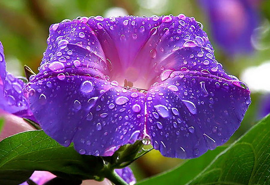 Morning Glory Ipomoea Purpurea Petals and Dew Drops Photograph by Taiche Acrylic Art
