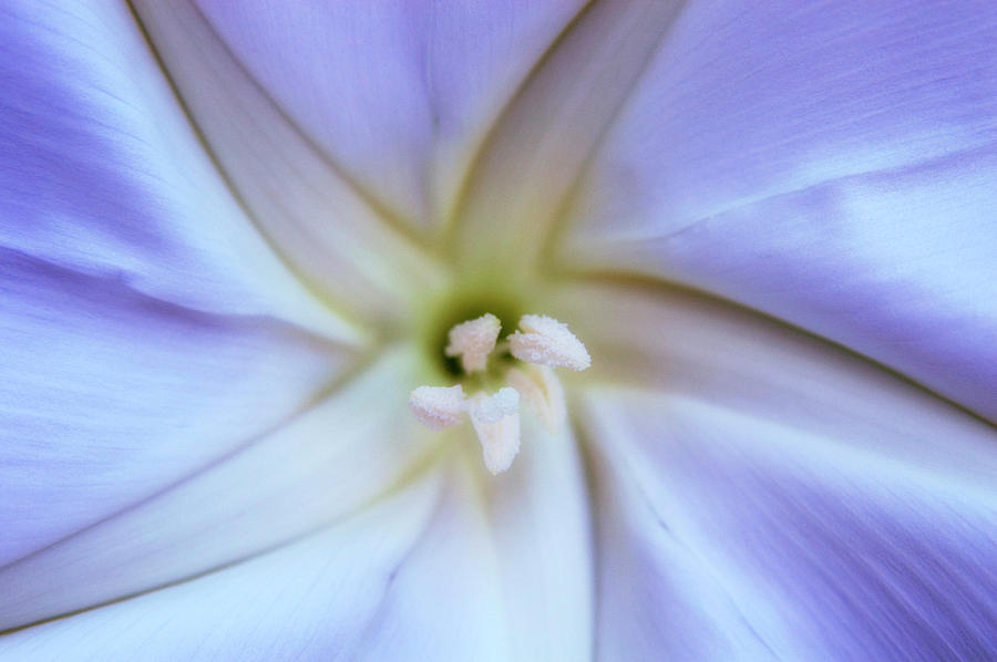 Morning Glory (ipomoea Sp.) Photograph by Maria Mosolova/science Photo ...
