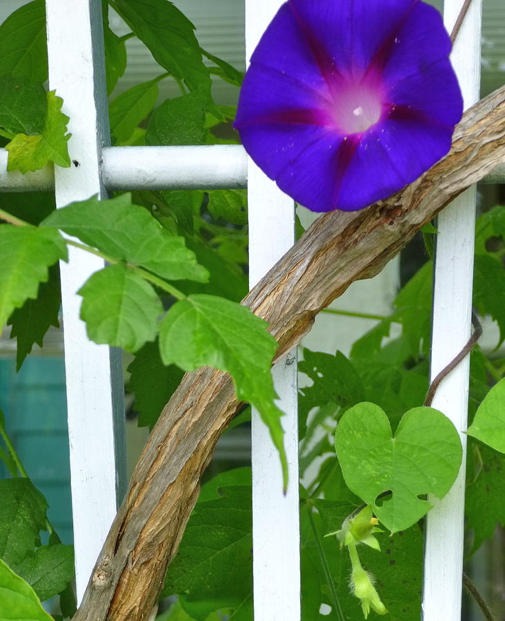 Morning Glory Photograph by Jerry White - Fine Art America