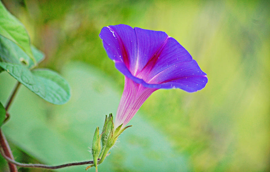Morning Glory Photograph by Linda Brown