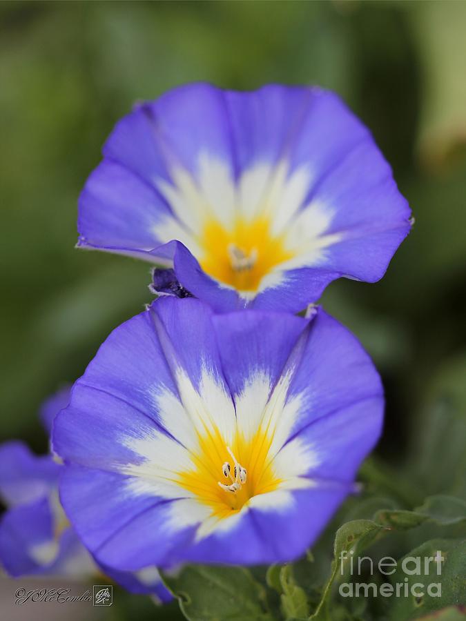 Morning Glory named Blue Ensign Photograph by J McCombie