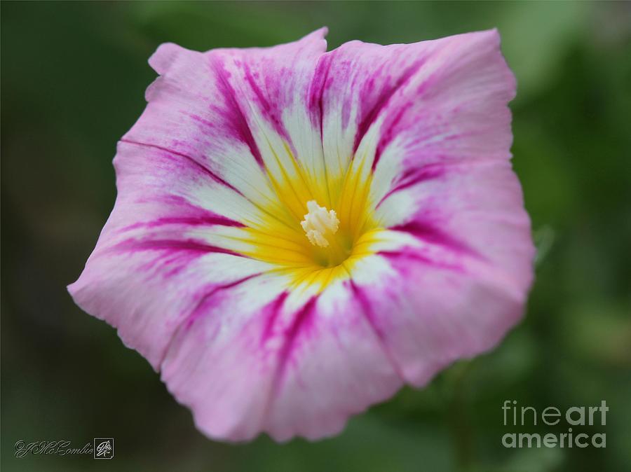 Morning Glory named Rose Ensign Photograph by J McCombie