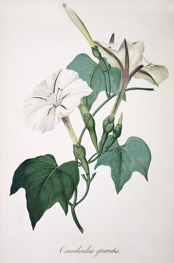 Morning Glory Photograph by Natural History Museum, London/science Photo Library