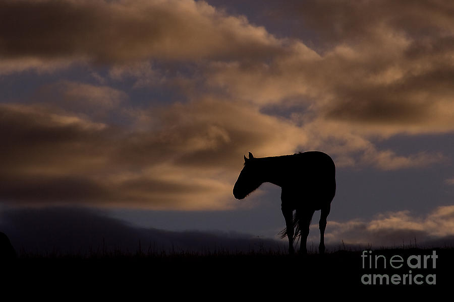 Horse Photograph - Morning Glory by Nikole Morgan
