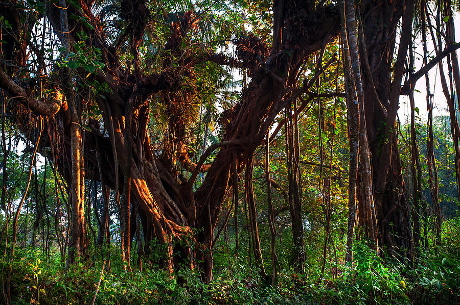 Morning Glory of Banyan Tree. India Photograph by Jenny Rainbow