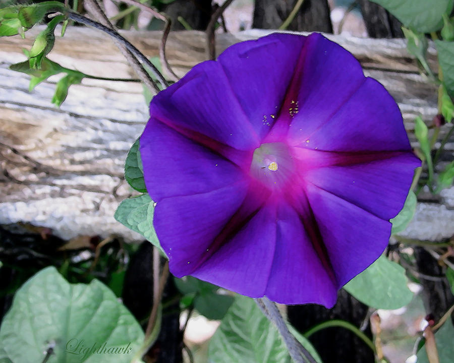 Morning Glory on Old Fence Photograph by Eileen Lighthawk