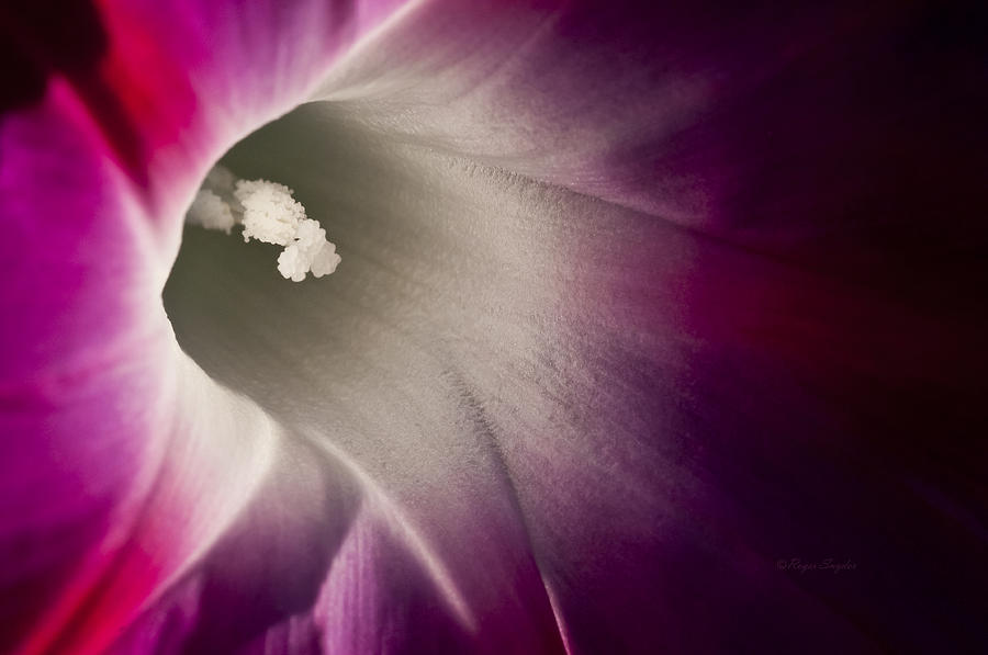 Morning Glory Pink Photograph by Roger Snyder