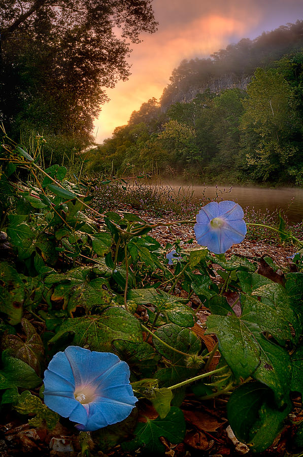 Morning Glory Photograph by Robert Charity