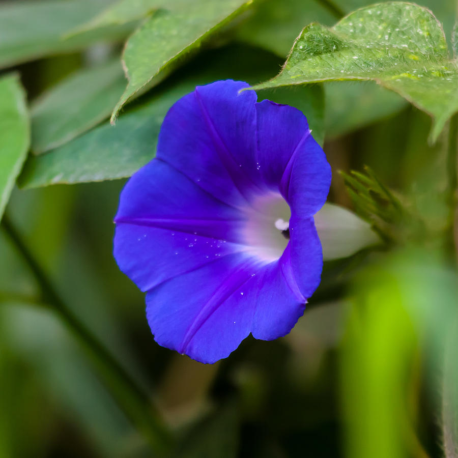 Morning Glory Side View Photograph