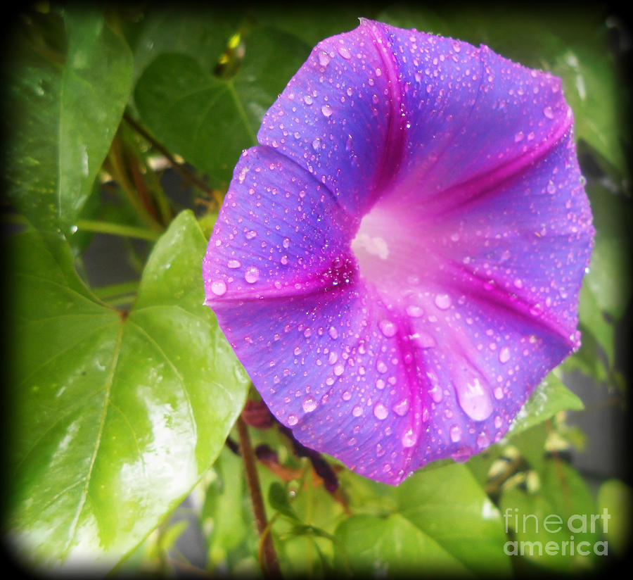 Flower Photograph - Morning Glory Tears by Eva Thomas
