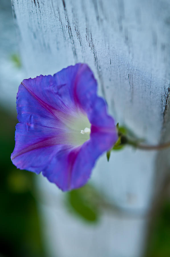 Flowers Still Life Photograph - Morning Glory by Thomas Hall