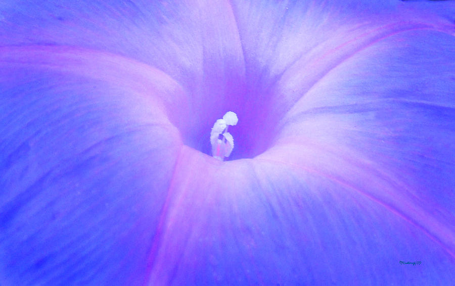 Morning Glory Upclose Photograph by Duane McCullough