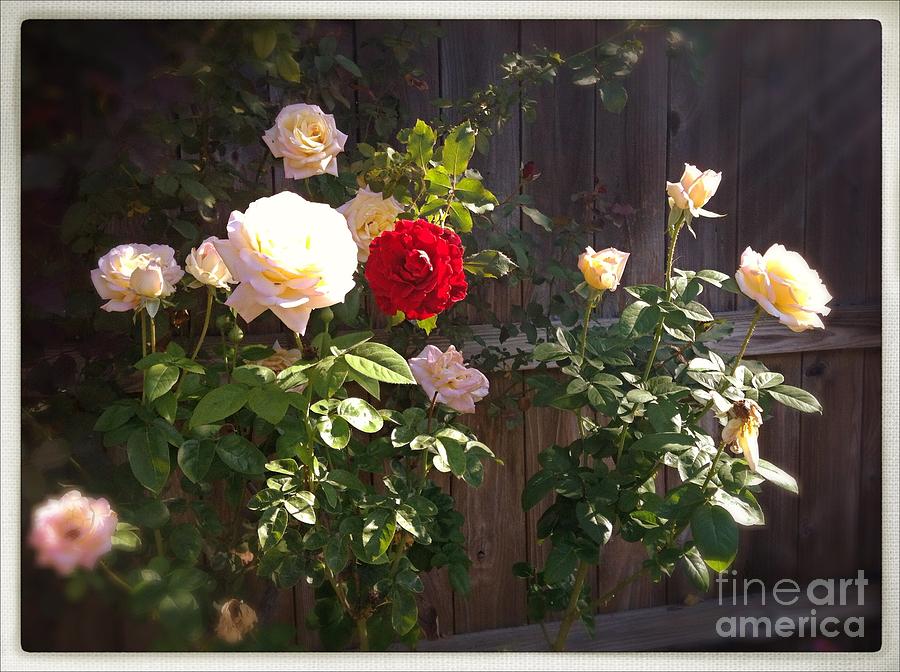 Morning Glory by Vonda Lawson-Rosa Morning Glory by Vonda Lawson-Rosa