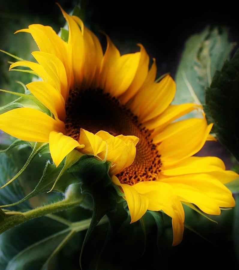 Sunflower Photograph - Morning Glow by Bruce Bley