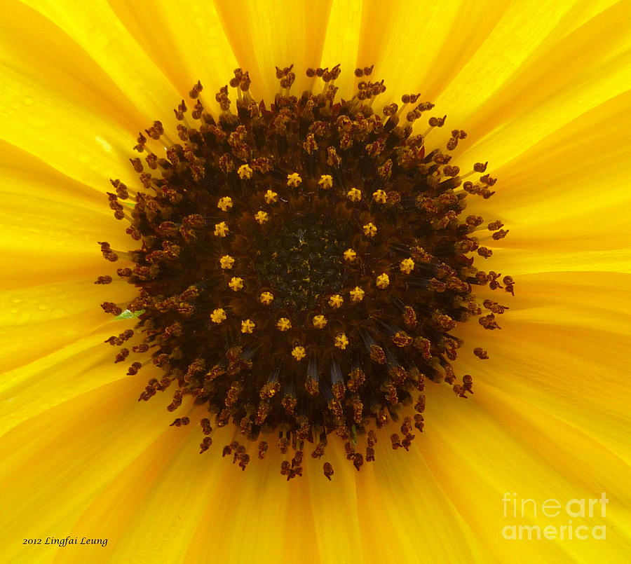 Sunflower Photograph - Morning Golden Sunshine by Lingfai Leung