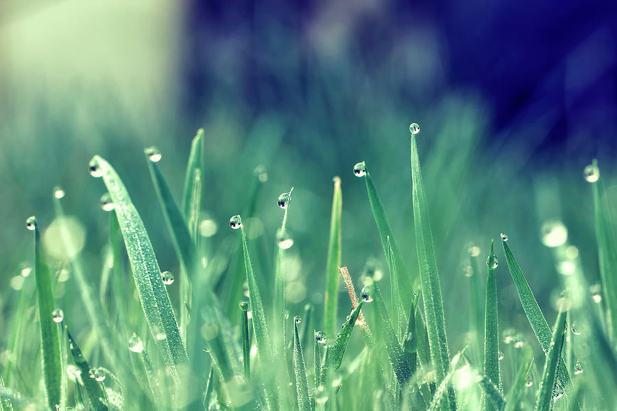 Morning Grass Photograph by Photography By Lana Galina