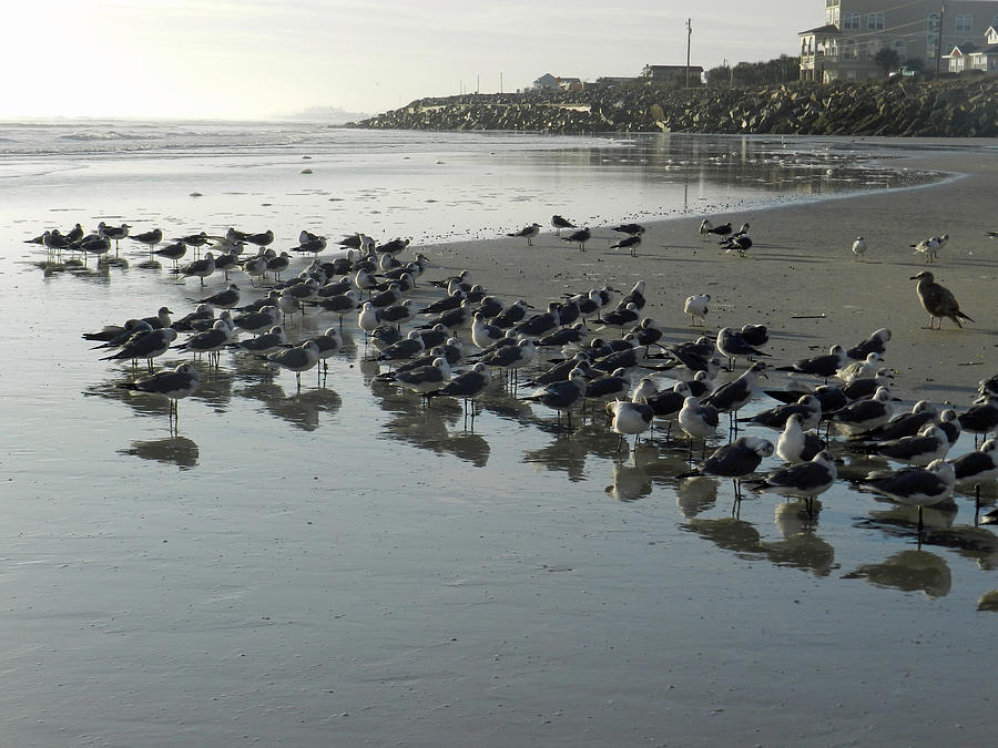 Morning Gulls Photograph by Deborah Ferree