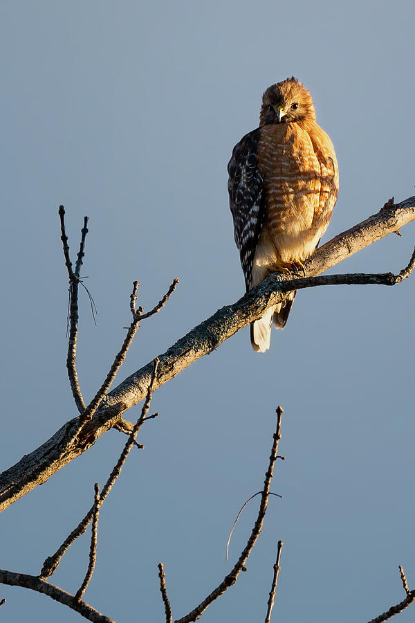 Morning Hawk Photograph by Bill Wakeley