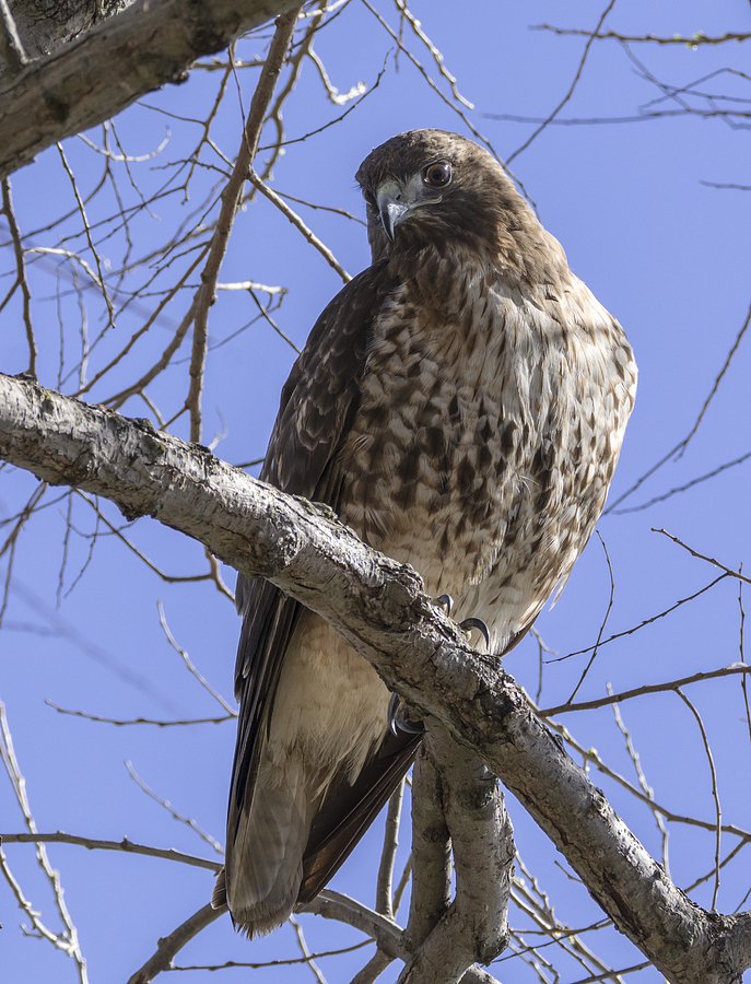 Morning Hawk Photograph by Loree Johnson