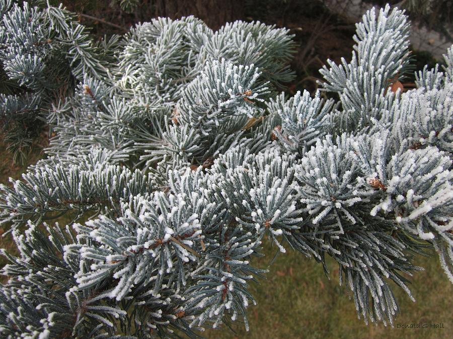 Morning hoar frost on a blue spruce Photograph by Donald S Hall