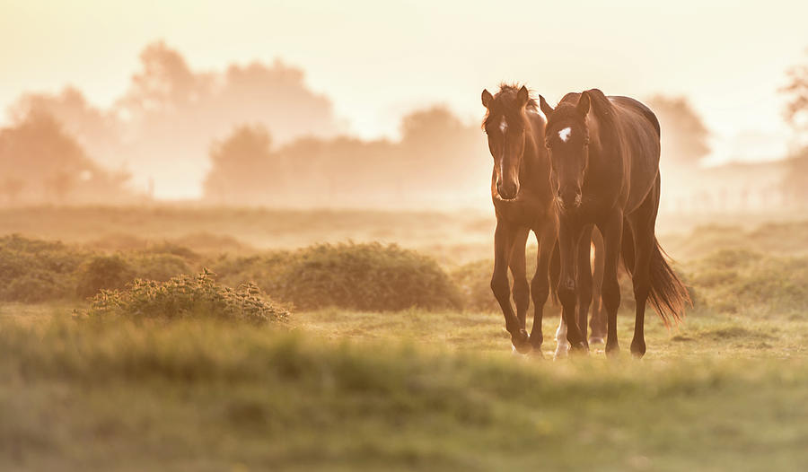 Morning Horses Photograph by Ingeborg Ruyken Photography