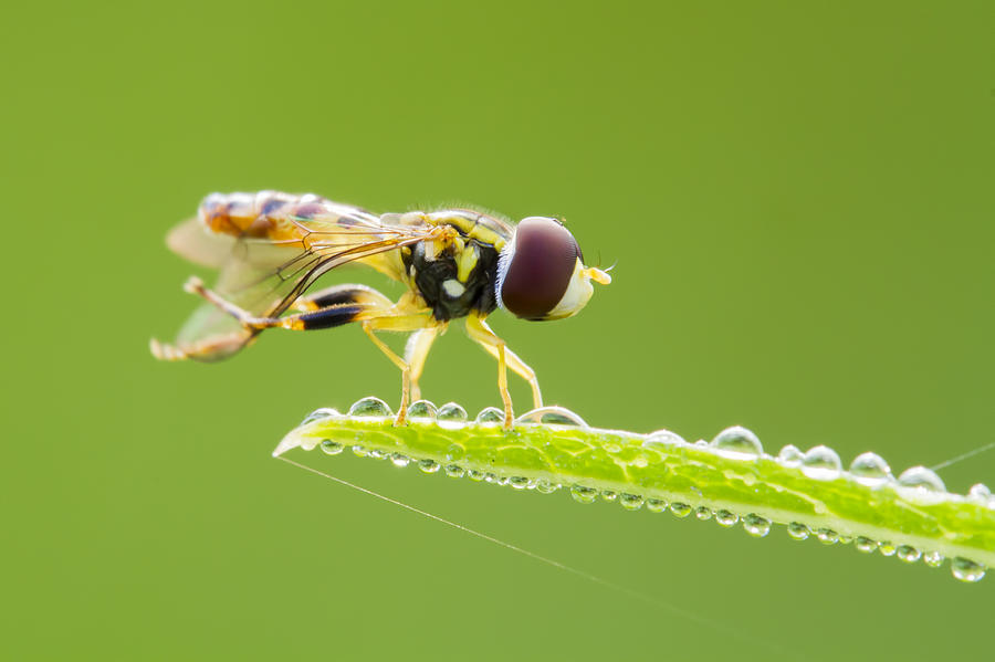 Morning Hoverfly Photograph by Mircea Costina Photography