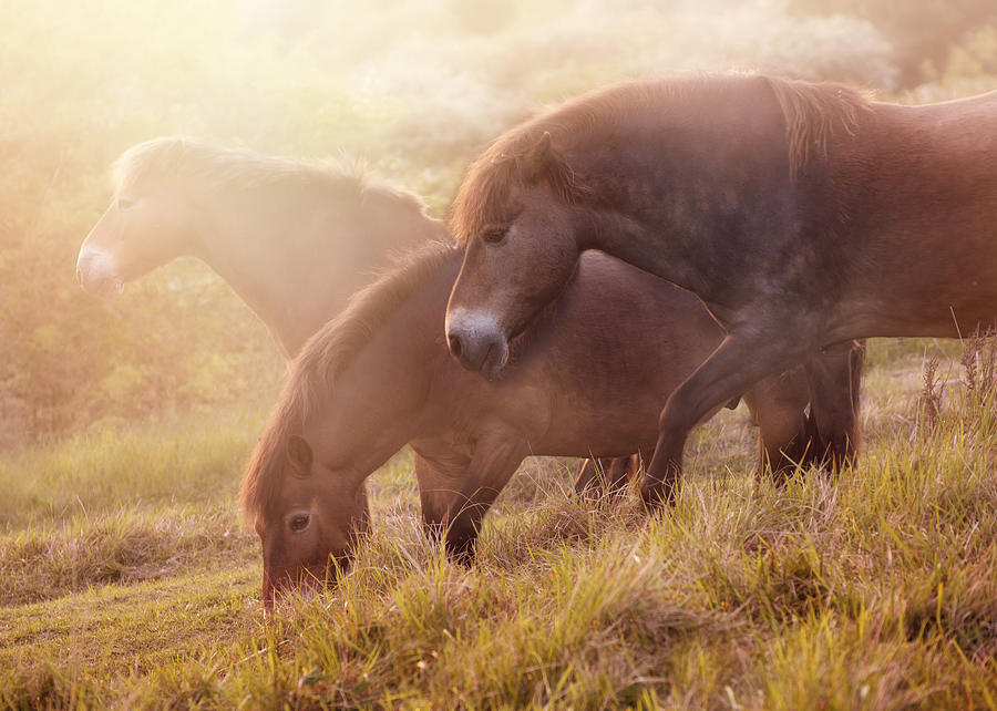 Animal Photograph - Morning impresion with horses by Jaroslaw Blaminsky