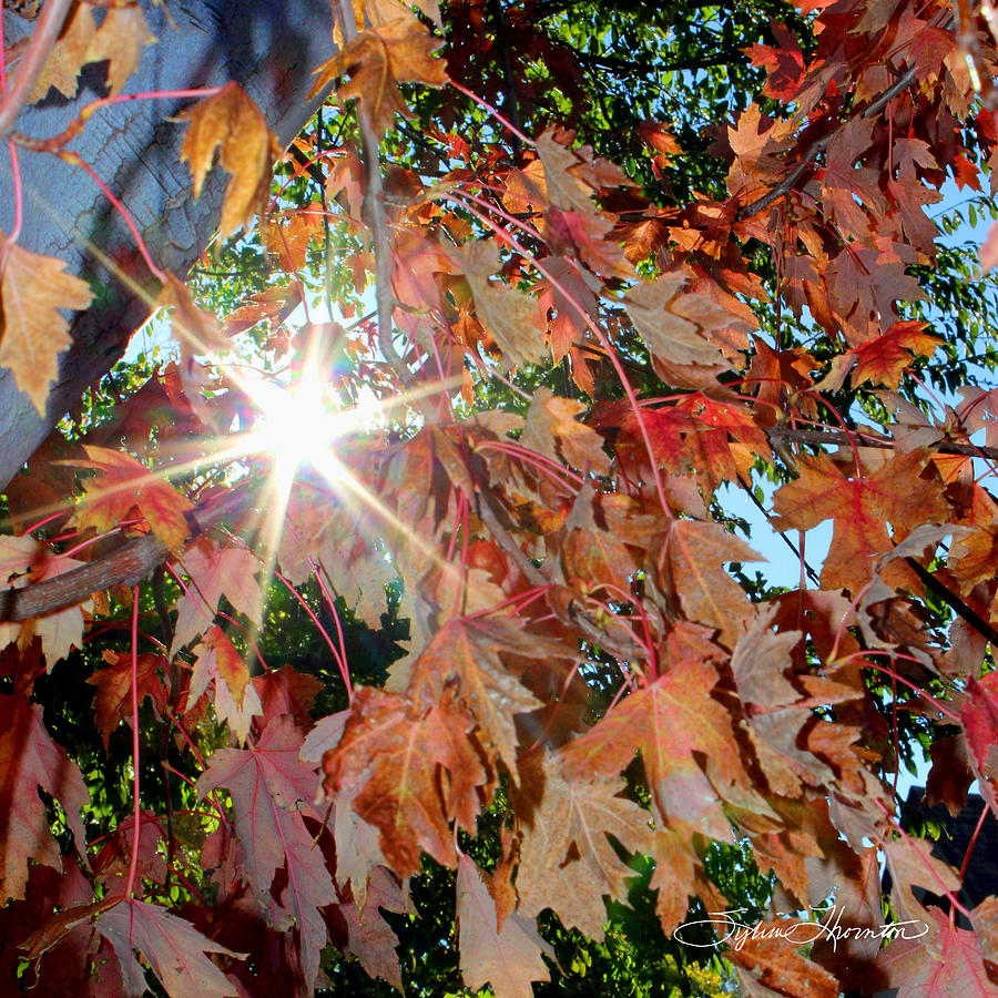 Morning In Autumn Photograph by Sylvia Thornton
