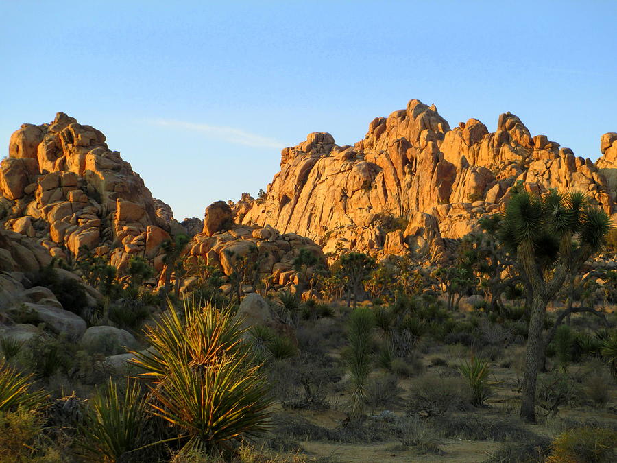 Morning In Joshua Tree 1 Photograph by Randall Weidner
