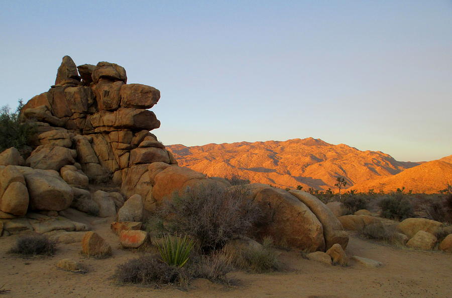 Morning In Joshua Tree 2 Photograph by Randall Weidner