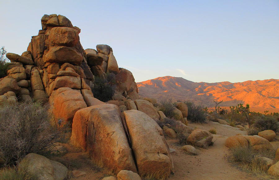 Morning In Joshua Tree 3 Photograph by Randall Weidner