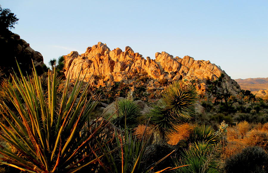 Morning In Joshua Tree 4 Photograph by Randall Weidner