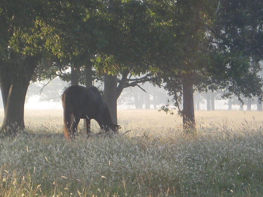 Nature Digital Art - Morning Meadow by Matthew Seufer Nature Digital Art - Morning Meadow by Matthew Seufer