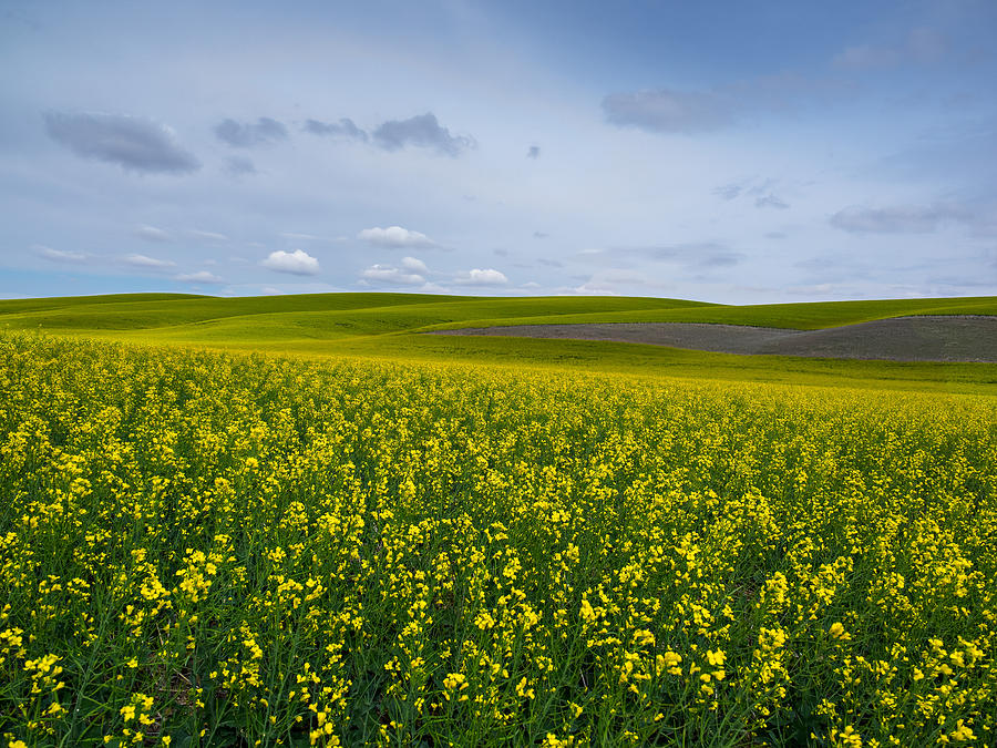 Morning in The Palouse Photograph by Beau Rogers - Fine Art America