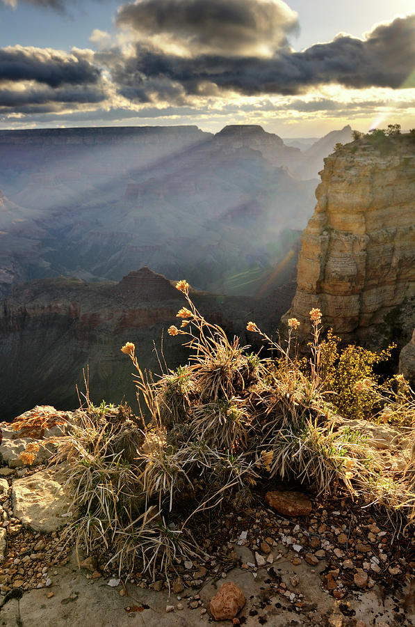 Morning Landscape Of Grand Canyon Photograph by Rezus