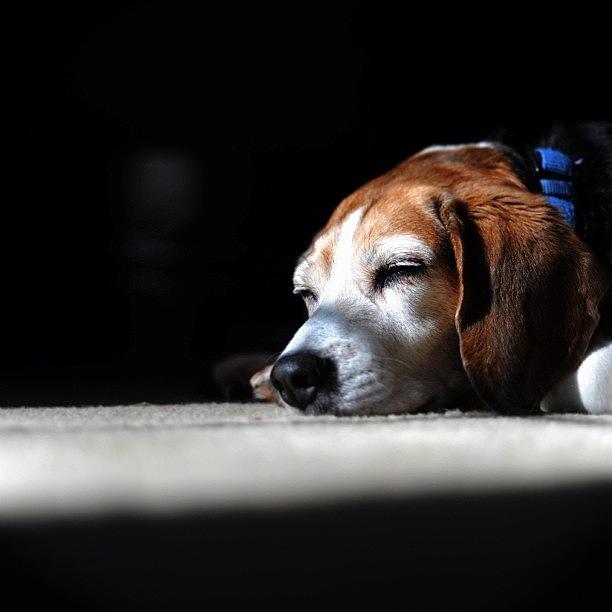 Beagle Photograph - Morning Light And Beagle Naps by Diana Daley